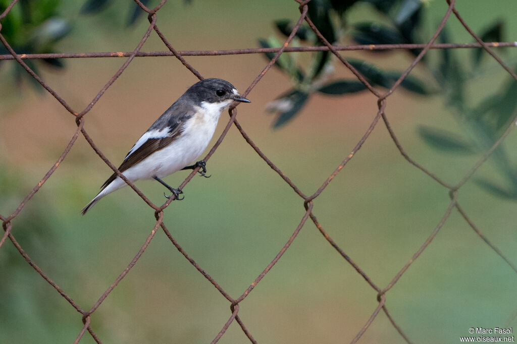 Gobemouche noir mâle adulte, identification