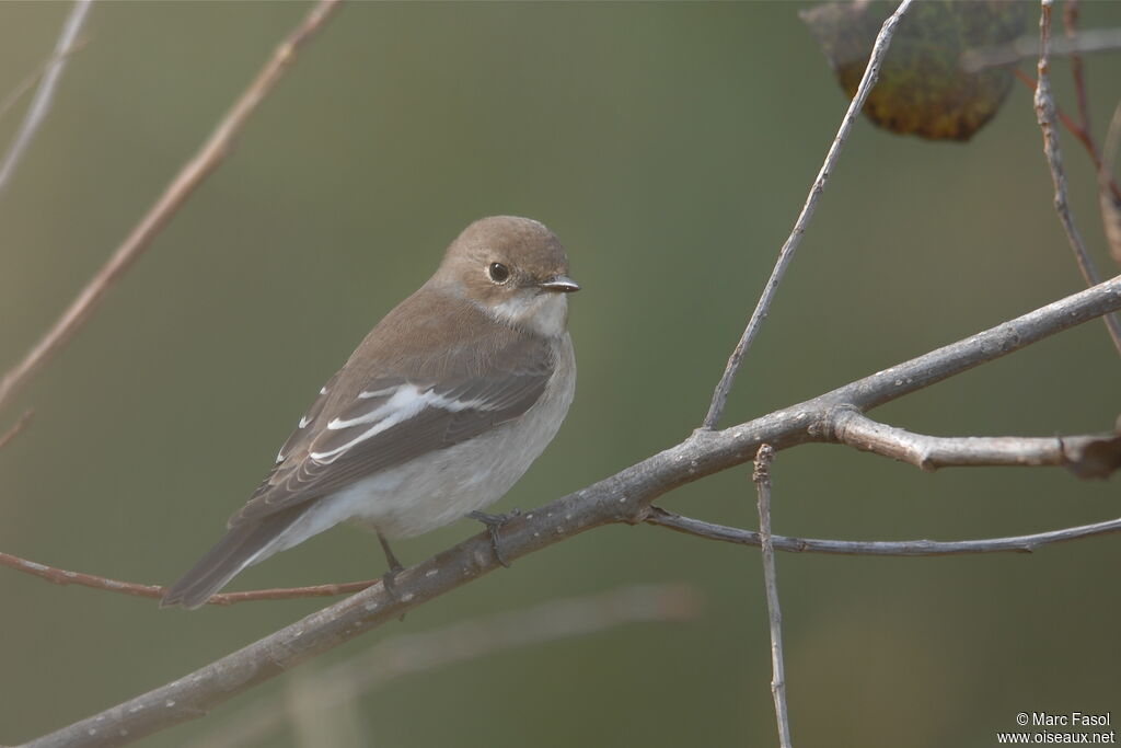Gobemouche noir1ère année, identification