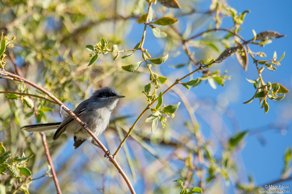 Masked Gnatcatcher male, identification