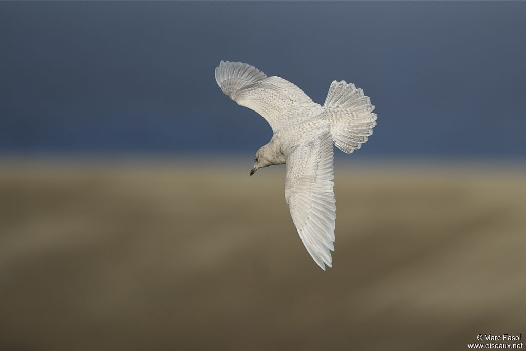 Iceland GullFirst year, Flight