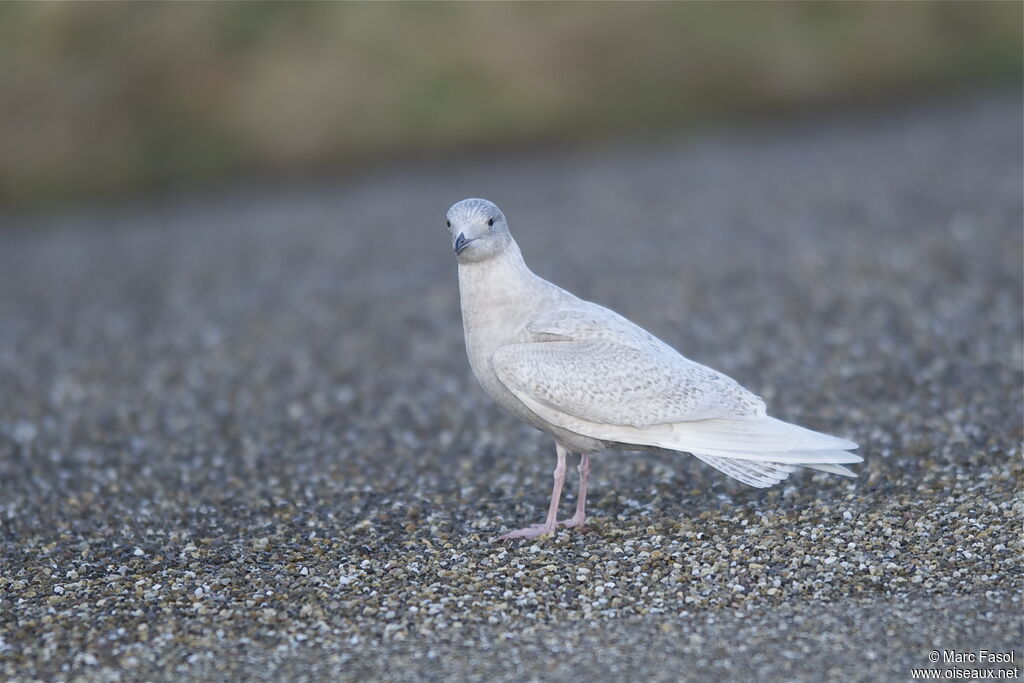 Goéland à ailes blanches1ère année, identification