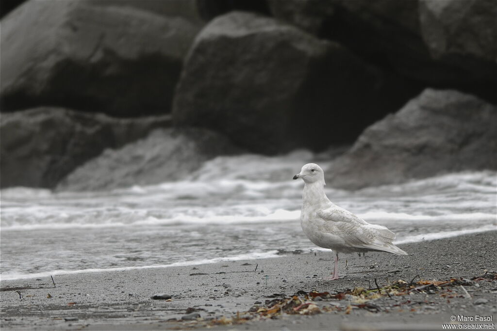 Iceland GullThird  year, identification