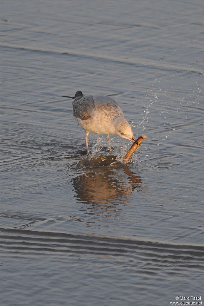 European Herring GullThird  year, identification, feeding habits, fishing/hunting, eats, Behaviour