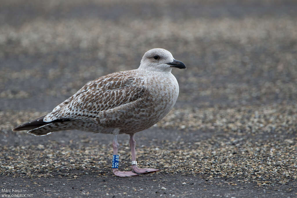 European Herring Gulljuvenile, identification