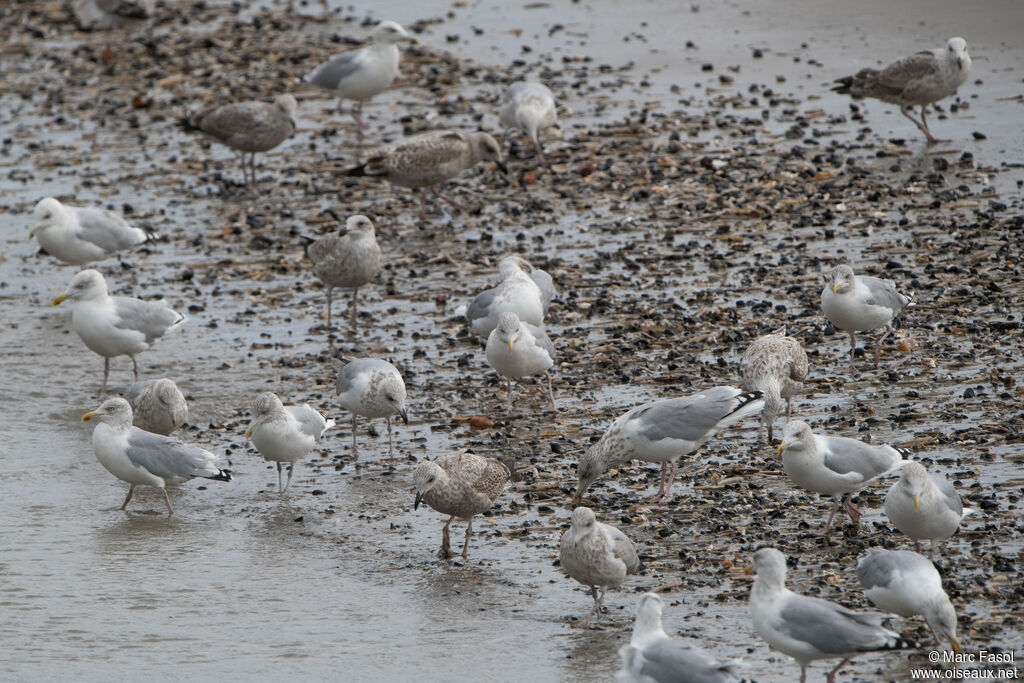 European Herring Gull