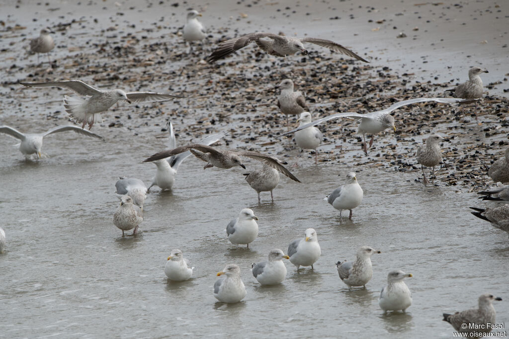 European Herring Gull