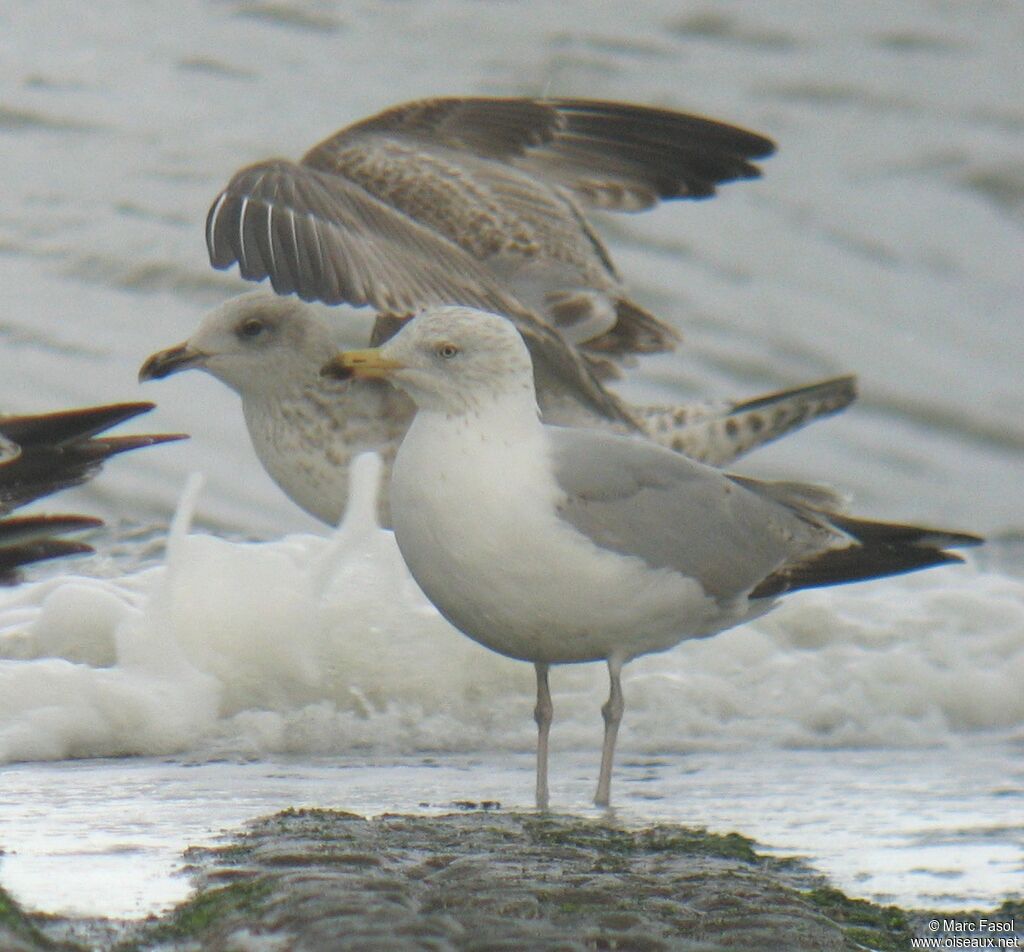 European Herring Gullsubadult, identification