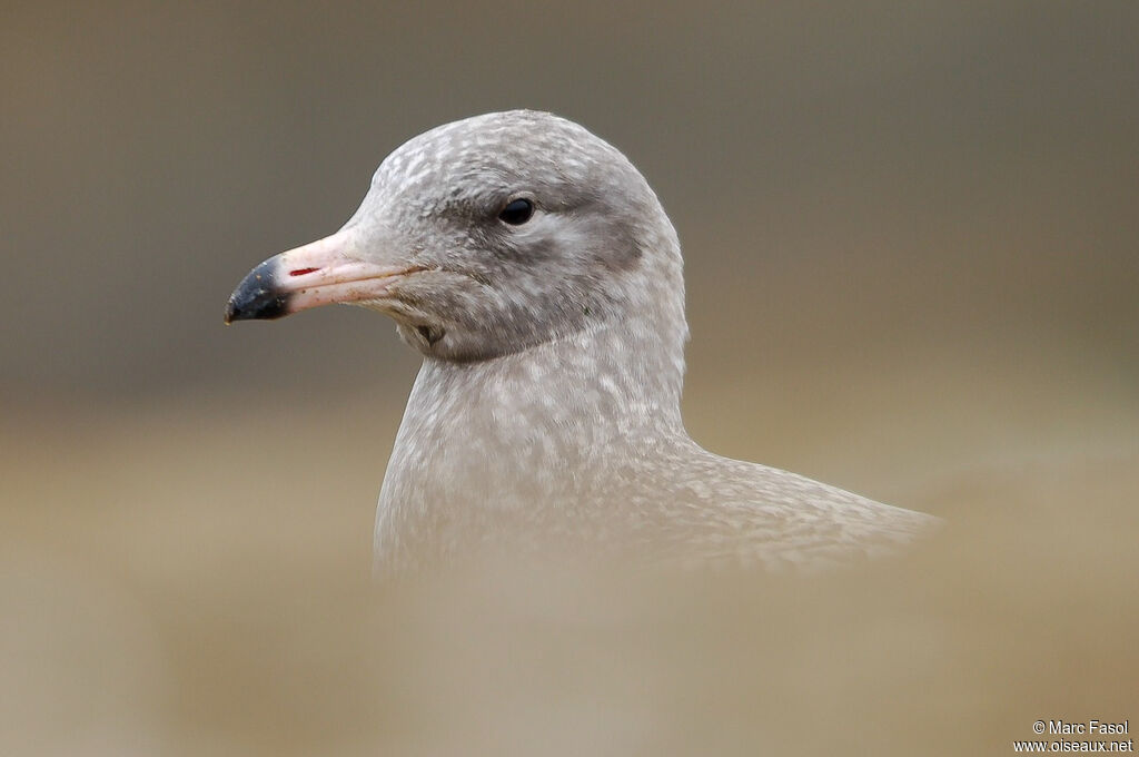 Glaucous GullFirst year, close-up portrait