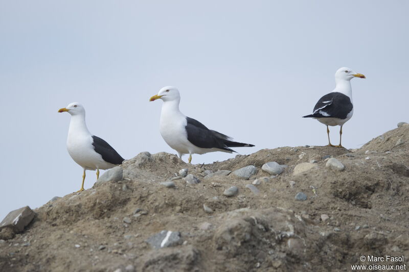 Goéland brun (graellsii)adulte nuptial, identification, régime