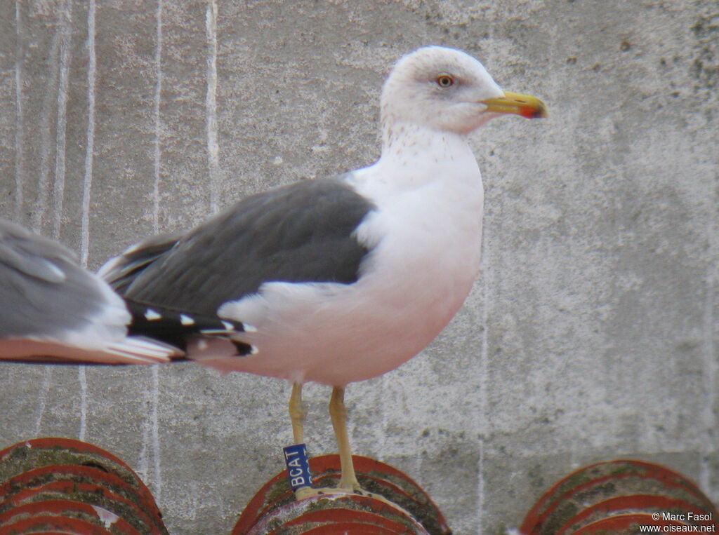 Goéland brunadulte internuptial, identification