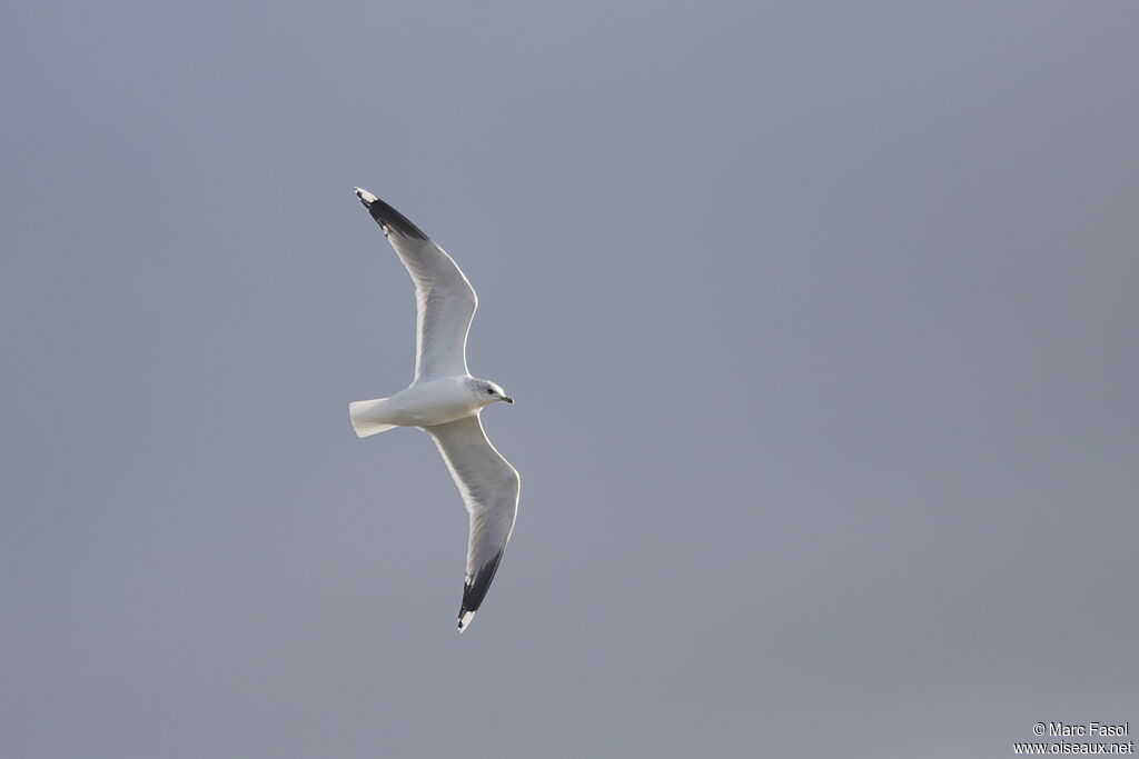 Common Gulladult post breeding, Flight