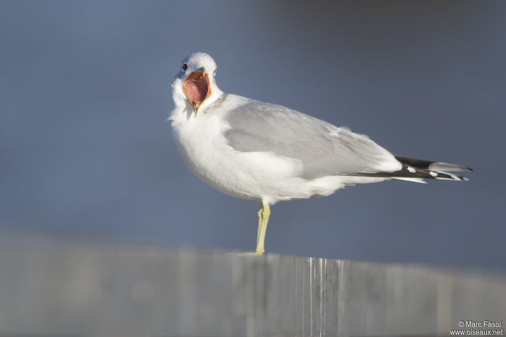 Common Gulladult post breeding, identification, Behaviour