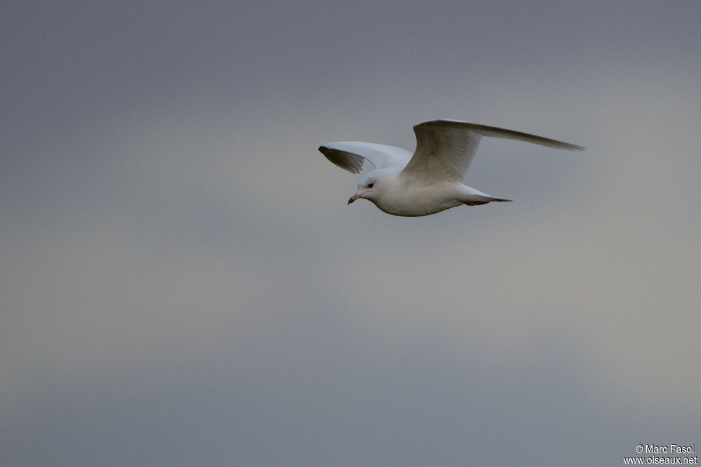 Common GullSecond year, Flight