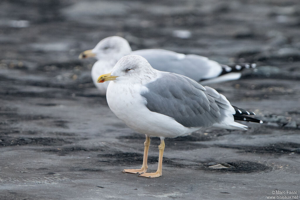 Goéland leucophéeadulte internuptial, identification