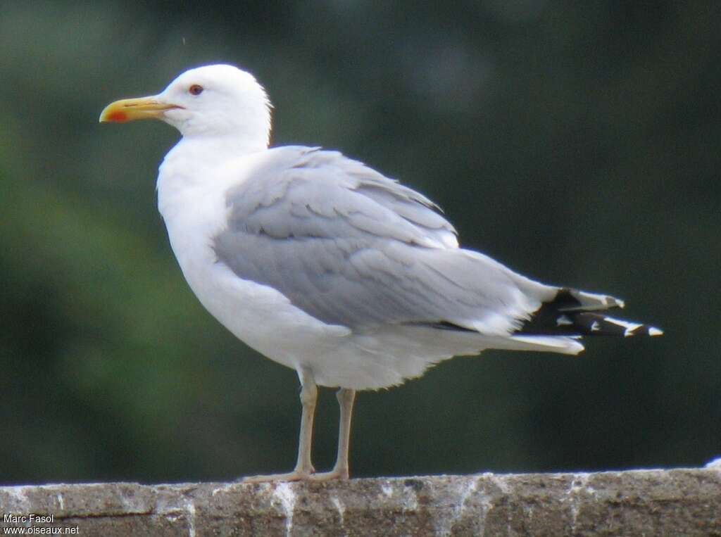 Caspian Gulladult, identification