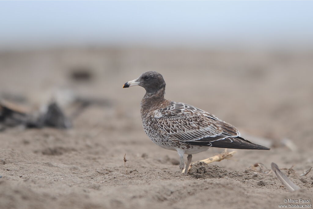 Goéland siméon1ère année, identification