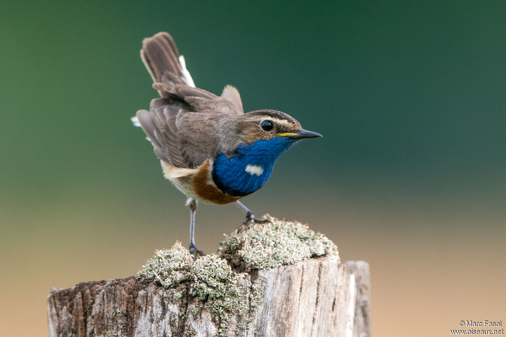 Gorgebleue à miroir mâle adulte nuptial, identification