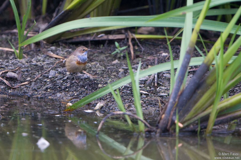 Gorgebleue à miroir mâle adulte internuptial