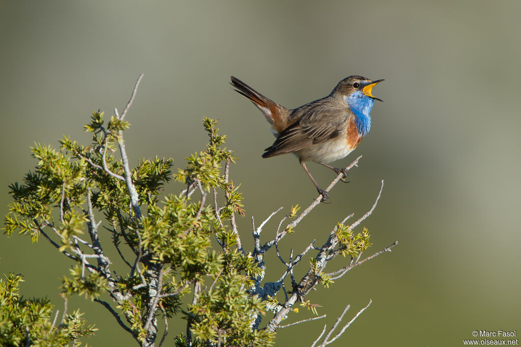 Bluethroat male adult breeding, song