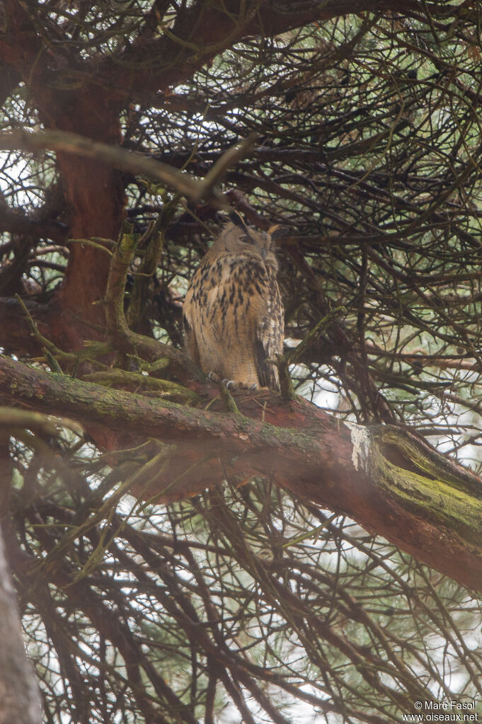 Grand-duc d'Europe mâle adulte, identification