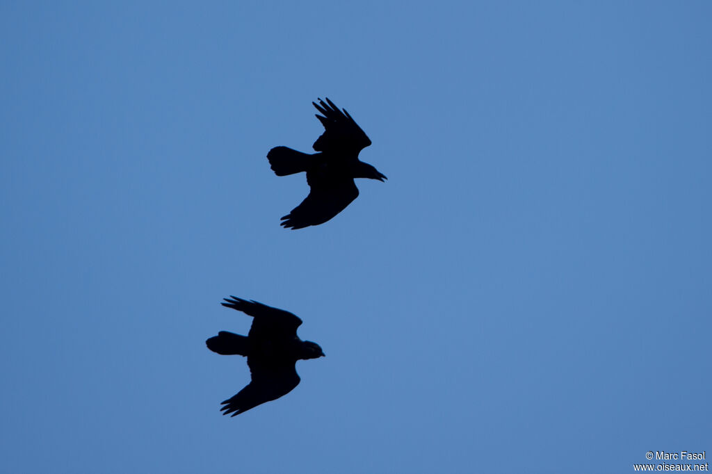 Northern Ravenadult, Flight, courting display