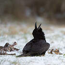 Grand Corbeau