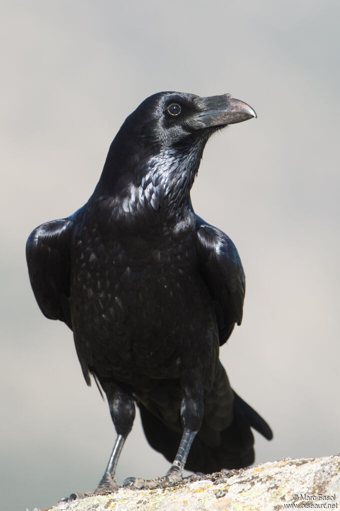 Grand Corbeauadulte, identification