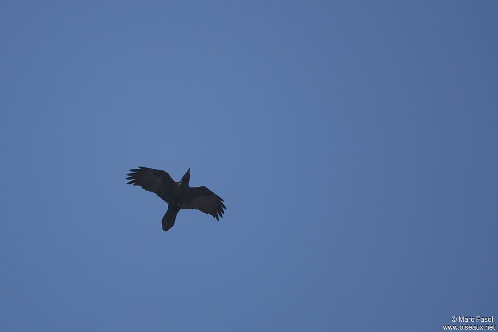 Northern Raven, Flight