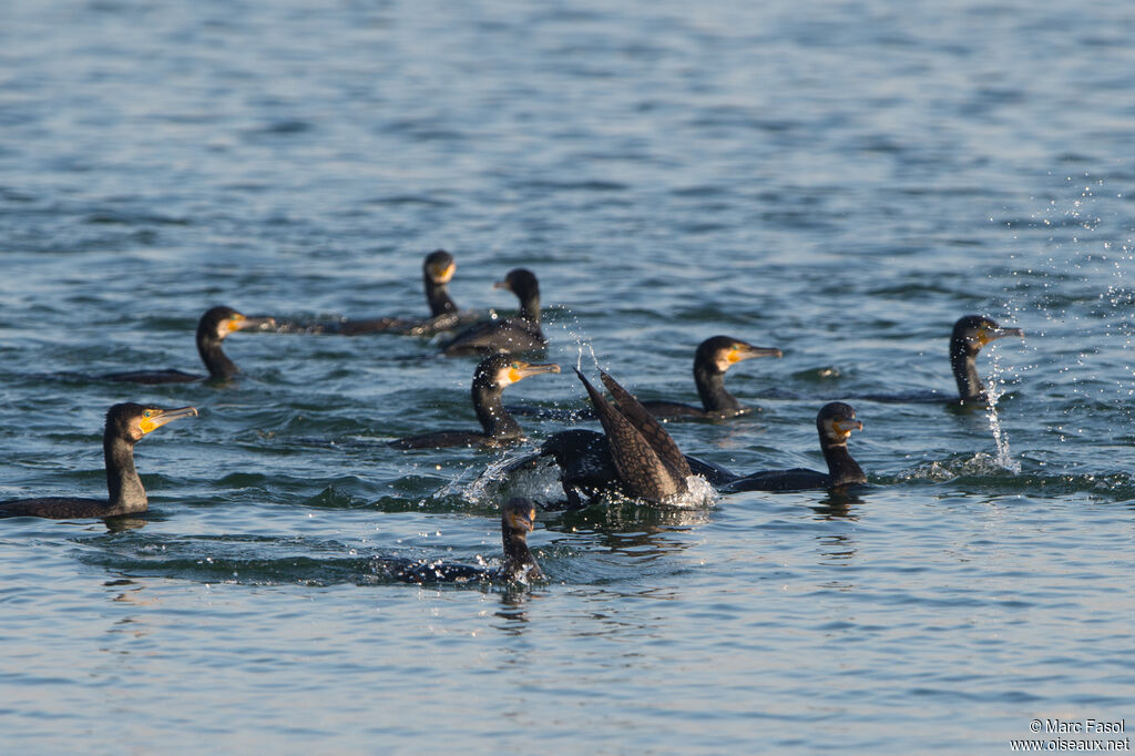 Great Cormorant, fishing/hunting