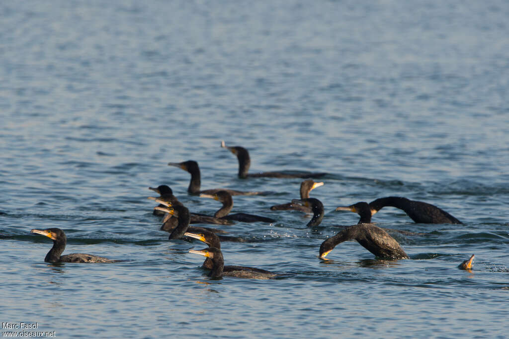 Great Cormorantadult, habitat