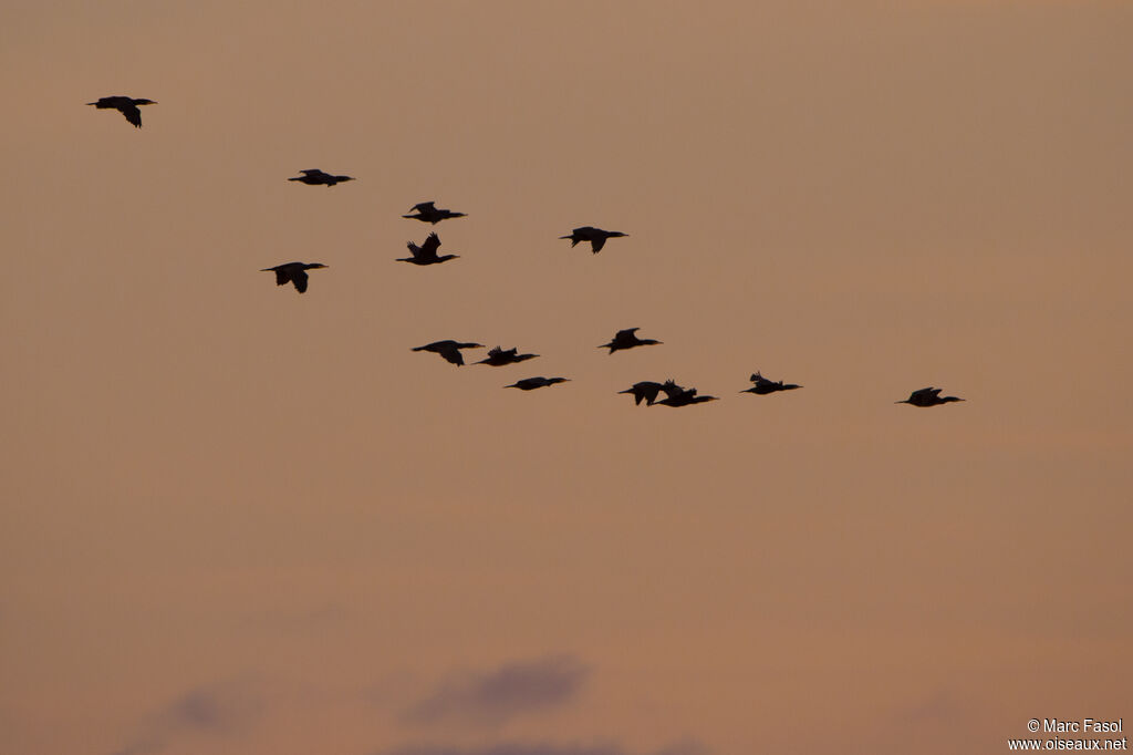 Great Cormorant, Flight