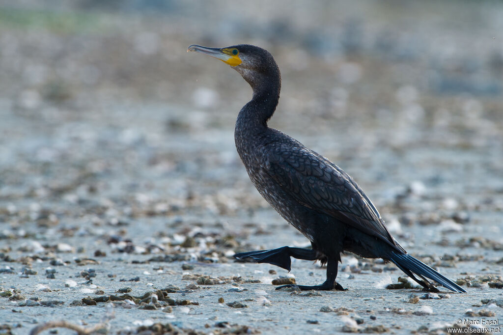 Great Cormorantsubadult, identification, walking