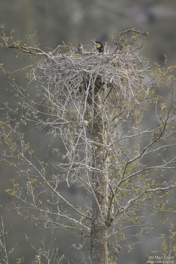 Great Cormorant female adult breeding, Reproduction-nesting