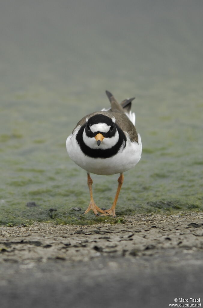 Common Ringed Ploveradult breeding, identification