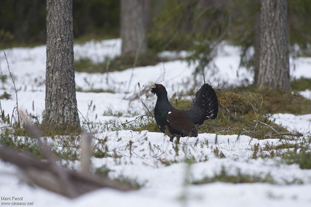 Western Capercaillie male adult breeding, identification, Behaviour