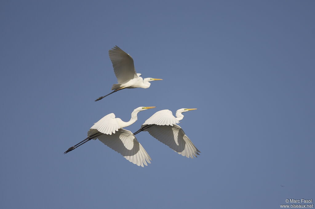 Great Egret, Flight