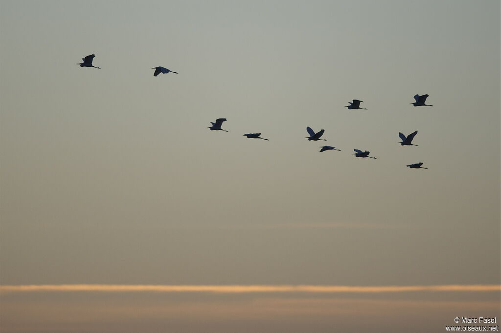 Great Egret, Flight