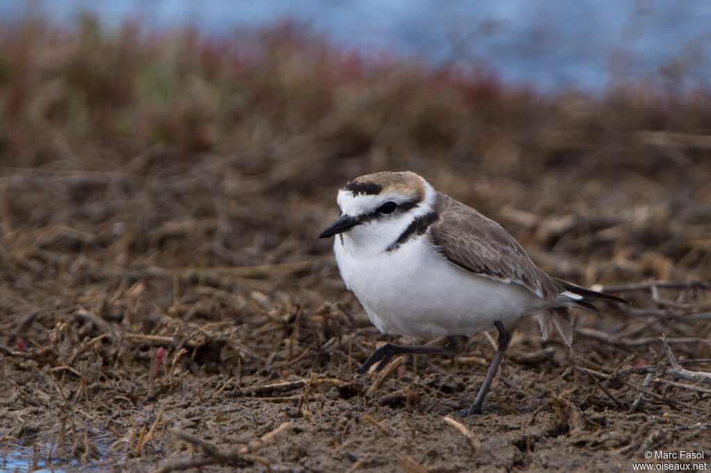 Kentish Plover male adult, identification
