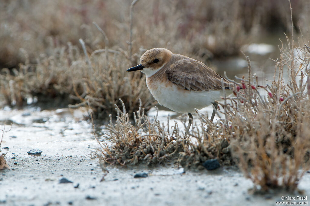 Gravelot de Leschenault