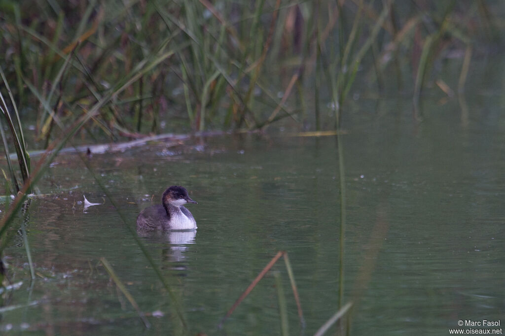 Grèbe à cou noirjuvénile, identification