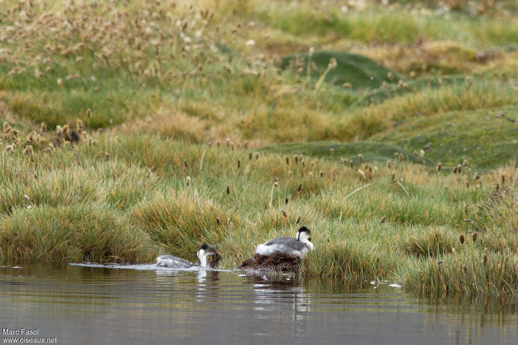 Silvery Grebeadult breeding, swimming, Reproduction-nesting