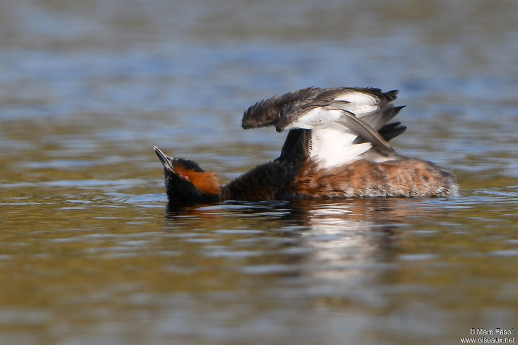 Horned Grebeadult breeding, identification