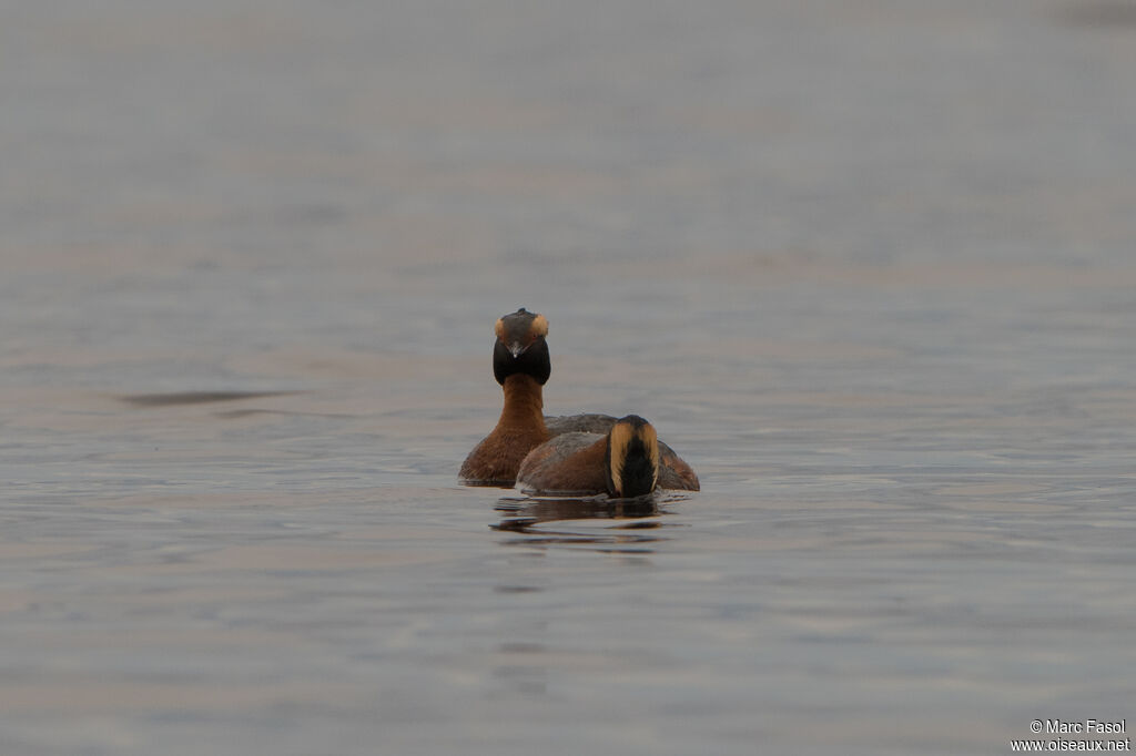 Horned Grebeadult breeding