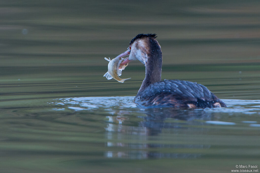 Great Crested Grebeadult transition, identification, feeding habits, fishing/hunting