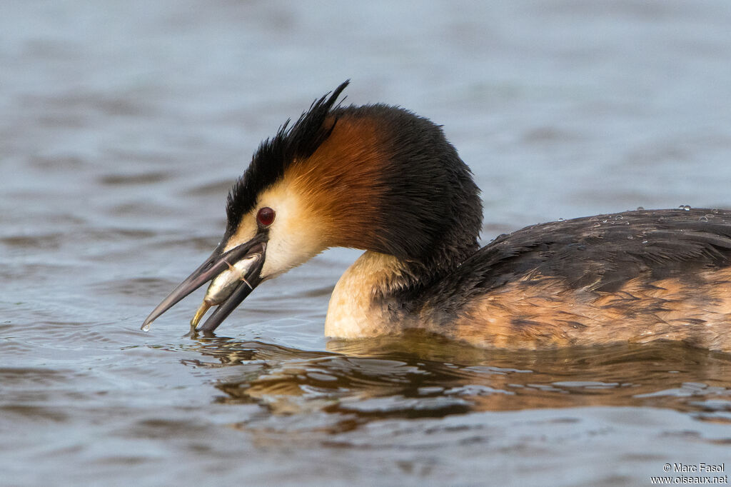 Great Crested Grebeadult breeding, eats