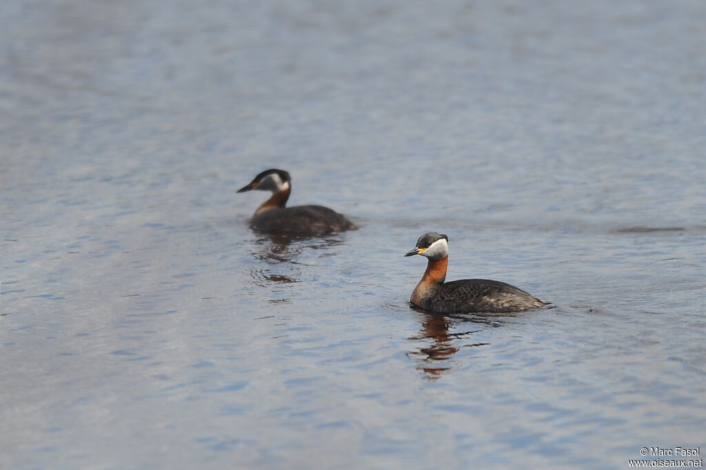 Red-necked Grebe adult breeding, identification