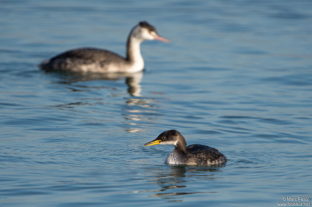 Grèbe jougrisadulte, identification, nage