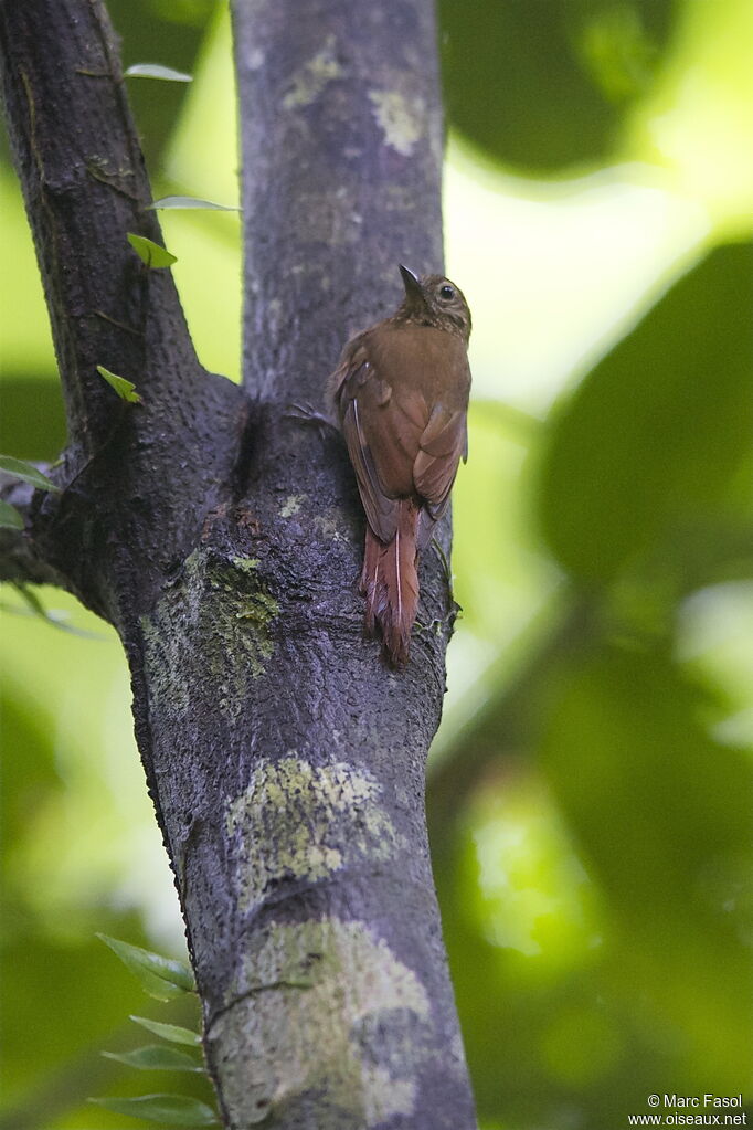 Wedge-billed Woodcreeperadult, Behaviour