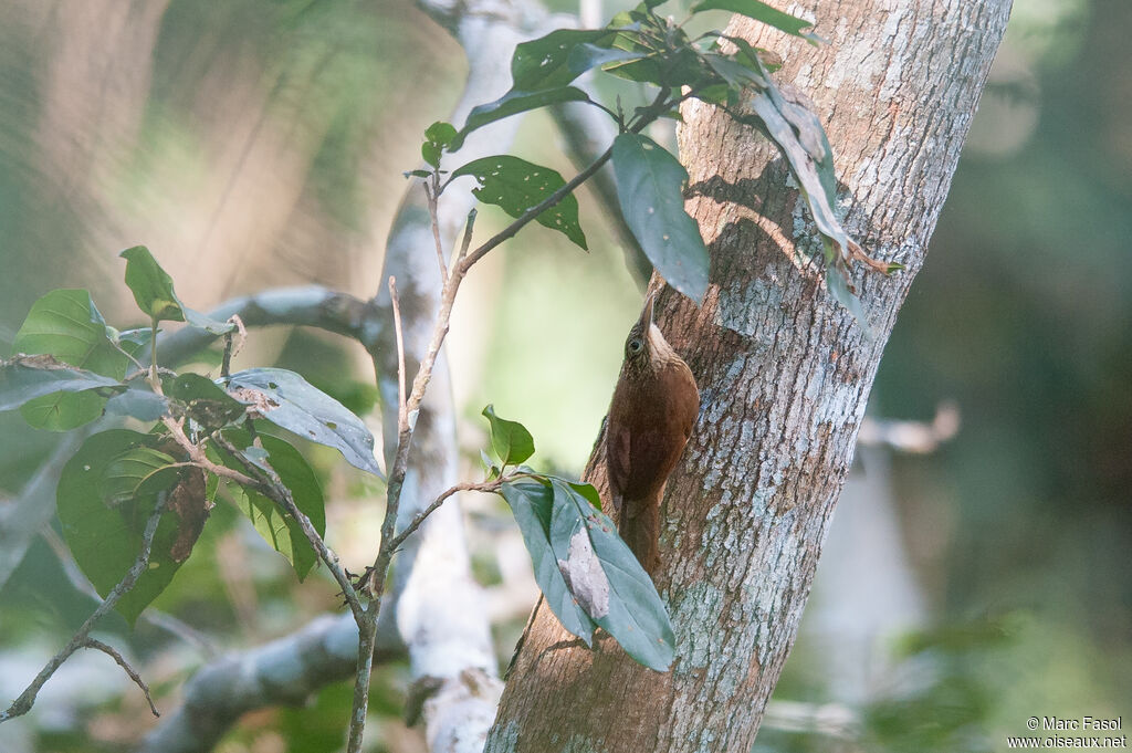 Grimpar talapiotadulte, identification