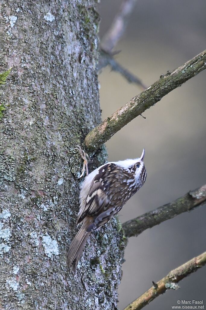 Eurasian Treecreeper male adult breeding, identification, Behaviour